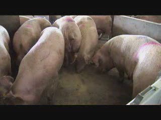 Ontario Pork, group housing for sows VI