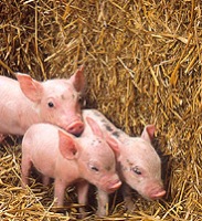 US Scientists uncover clue to fight swine virus