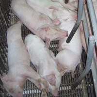 AgFeed Industries to acquire breeder hog farm