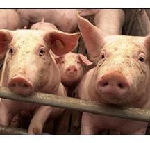 Canadian pig producers face crisis