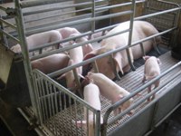 China to set-up largest pig breeding farm