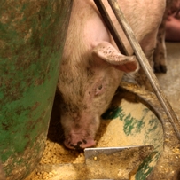 Reducing pig odour by changing feed