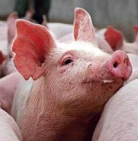 Inulin helps pigs to better absorb iron