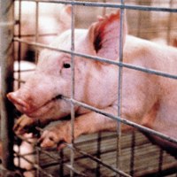 EU: Concern about pig tail-biting