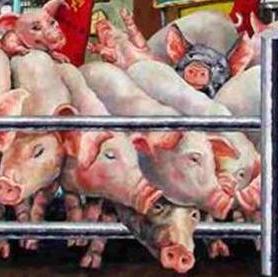 China lifts import ban on German pork