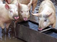 Study on water for pigs fed with liquid feed