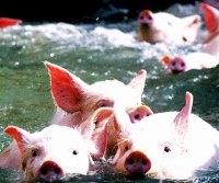 Thailand: PED outbreak raises pork prices