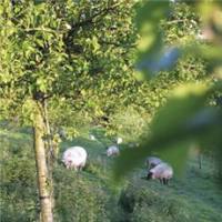 Orchard owner uses pigs in fight against beetle