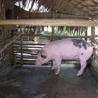 Cambodia: Ban on pig and pork imports lifted