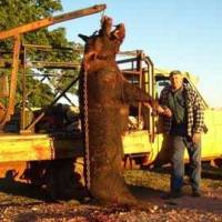 Australia: New bait targets feral pigs