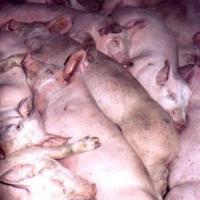 Study at reducing pleuritis in slaughter pigs