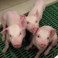 New technologies to boost health of pigs
