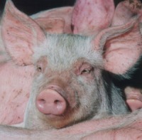 AgFeed purchases several pig farms in China