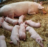 TOPIGS: 26.36 weaned piglets per sow per year