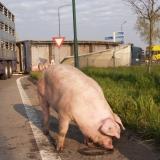 Truck with pigs tips over