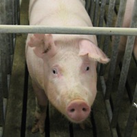 Number of pigs in Canada declines rapidly