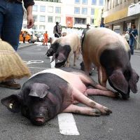 Threat of extinction drives pigs to Stuttgart