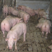 Tests find MRSA bacteria in German piggeries