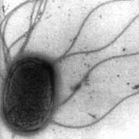 Decrease in US Salmonella contamination