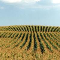 USDA: Effect of biofuels on feed prices is low