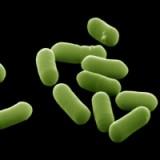 US research shows E. coli present among swine