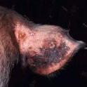 270,000 pigs in Vietnam with Blue Ear Disease