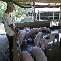 Vietnam pig industry; Blue-ear disease update