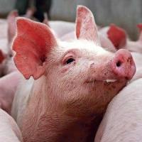 Welfare concerns within British Pig industry