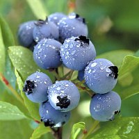 Blueberries lower pig cholesterol levels