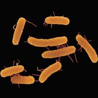 IRTA & ITPSA develop Salmonella preventative