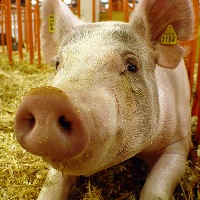 Swine ID Tag approved by USDA