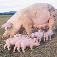Hypor breeding pigs head into Eastern Europe