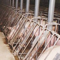 Ng Fung Hong signs joint venture pig farm
