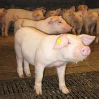 EU: cloning does carry health and welfare risks