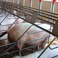 Arizona says ‘no’ to gestation crates