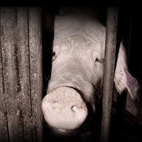 Australian piggeries targeted by ad campaign