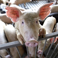 US pork exports to Mexico recovering