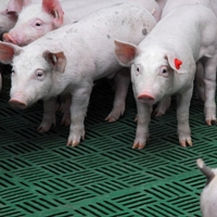 New nursery panel provides piglet stability