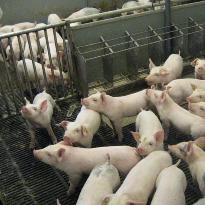 Investment in pig housing increasing
