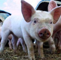 Low birth weight – no effect on pork quality