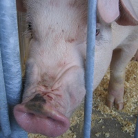 Canadian pig numbers continue to fall