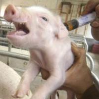 Swine vaccination scheme launched in Philippines