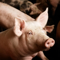 Oz swine industry conducts emergency exercise