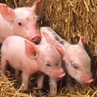 PROVET implements piglet restocking program