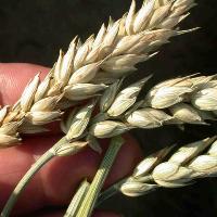 Canada: Potential fusarium head blight infection