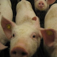 Canadian sow cull falls short of target