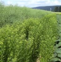 Camelina meal approved for swine diets