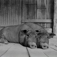 Siamese pig twins in China