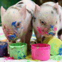 Piglets take on art world
