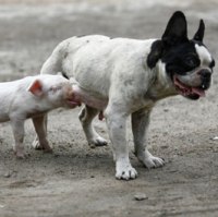 Piglet fed by female dog